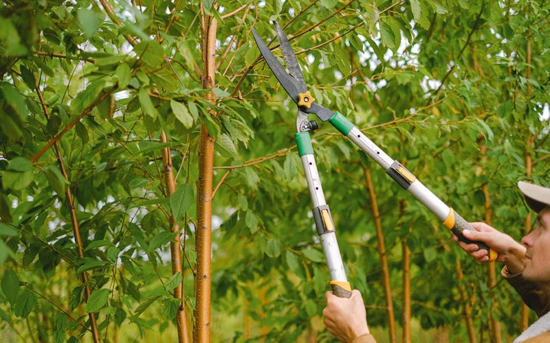 Tree trimming in Garnavillo, IA
